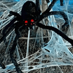 Poisonous spiders Animated